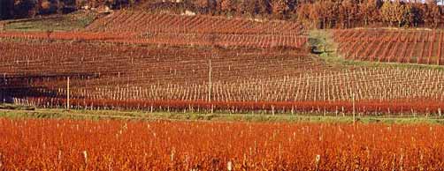 Tuscan Vineyards in Fall