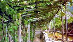 Pergola Trentina, ot Pergola Trento Style