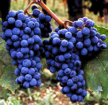 Sangiovese Grapes