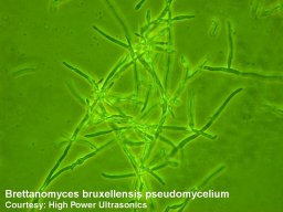 Brettanomyces forming pseudomycelium on oak
